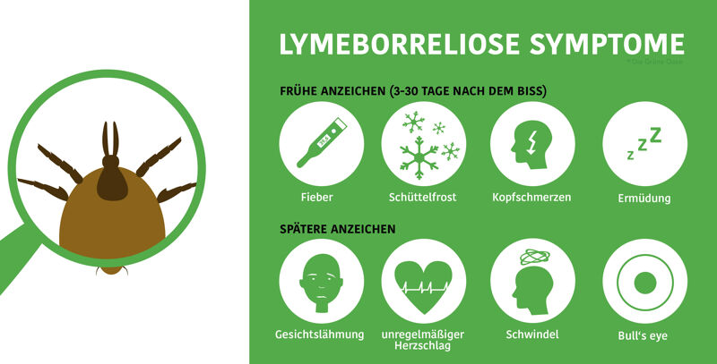 Borreliose Symptome im Krankheitsverlauf